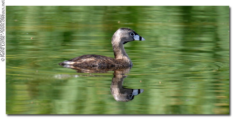 Pied-billed Grebe