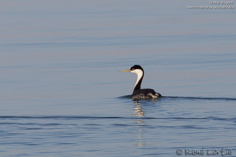 Grèbe élégantadulte, identification