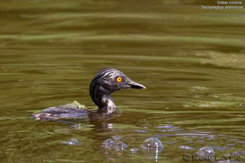 Least Grebejuvenile, identification