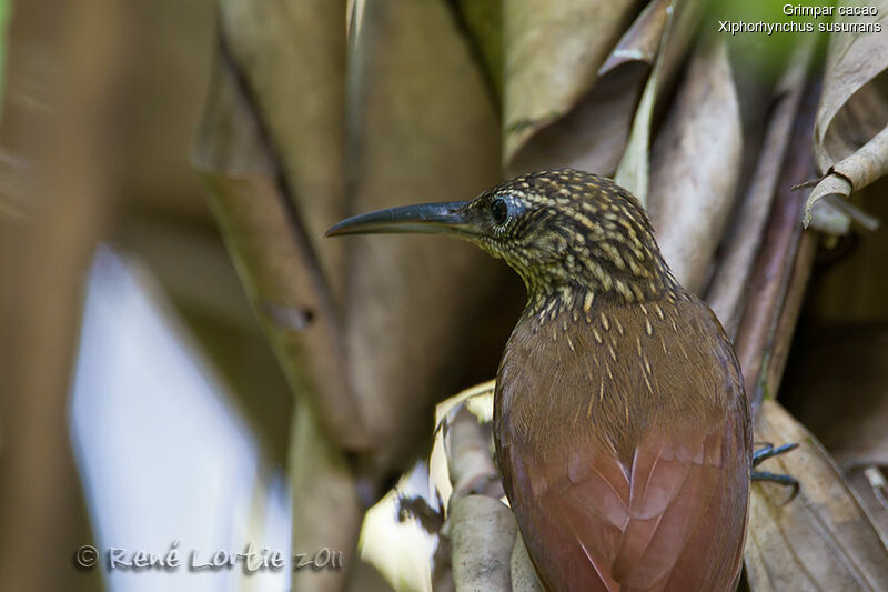 Cocoa Woodcreeperadult, identification