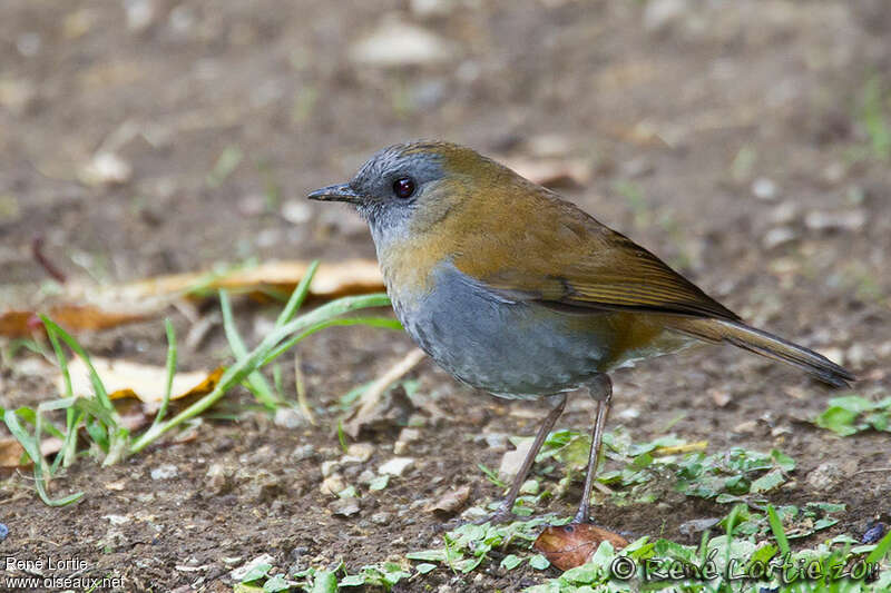 Grive à bec noiradulte, identification