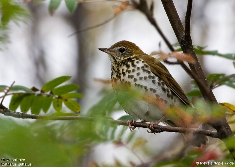 Hermit Thrush