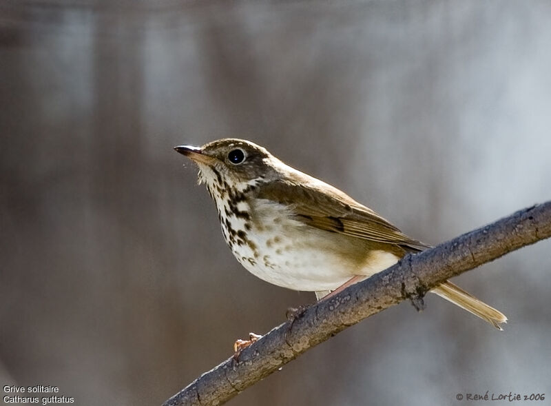 Hermit Thrush