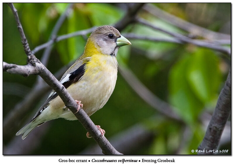 Evening Grosbeak female adult breeding