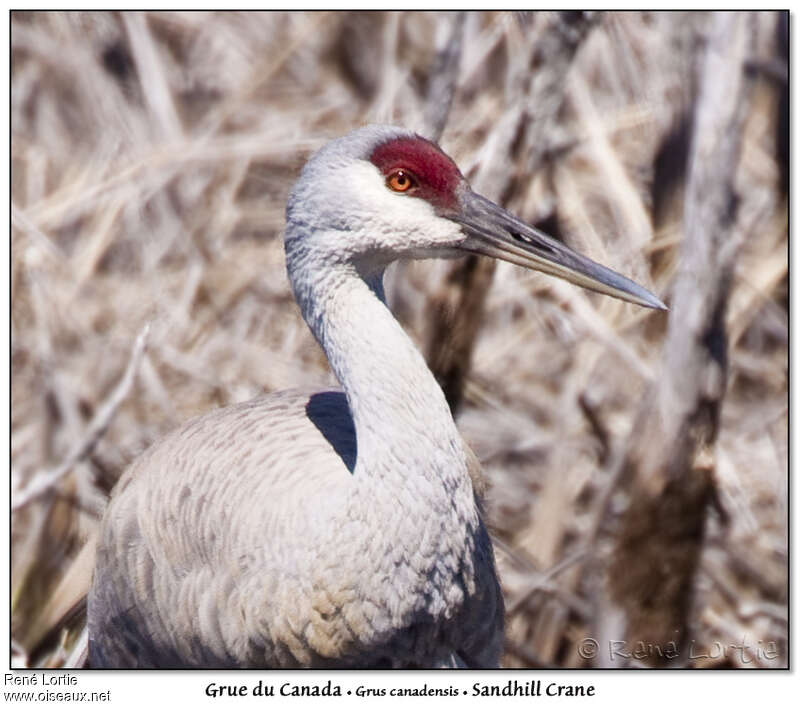 Grue du Canadaadulte, portrait