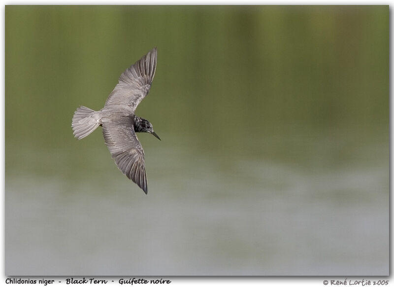 Black Tern