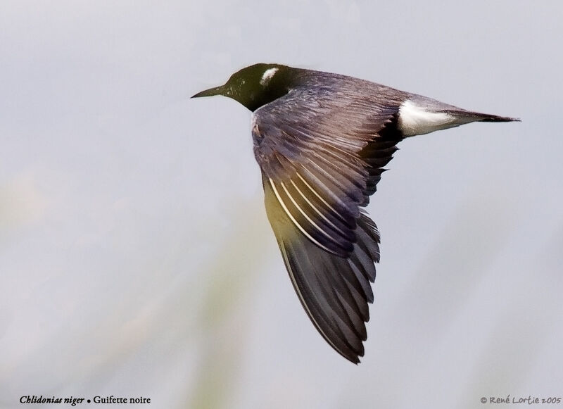 Black Tern