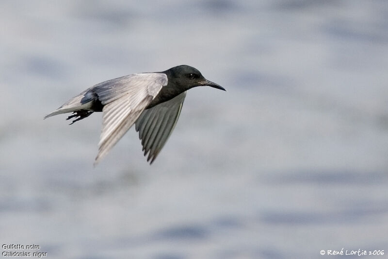 Black Tern