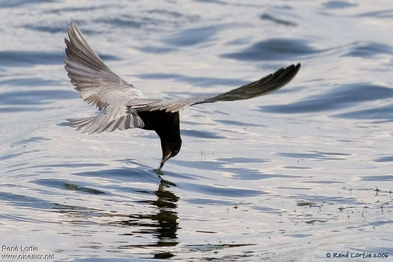 Guifette noireadulte, pêche/chasse