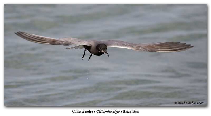 Black Tern