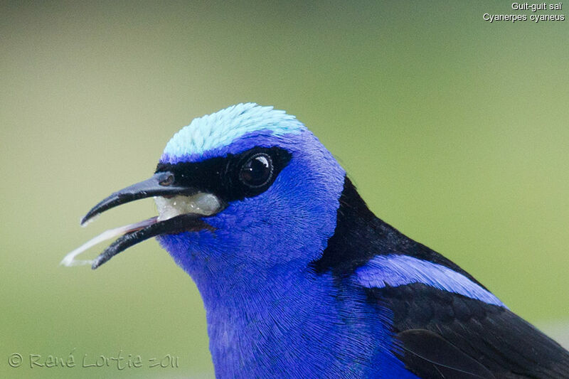 Red-legged Honeycreeper, identification, feeding habits