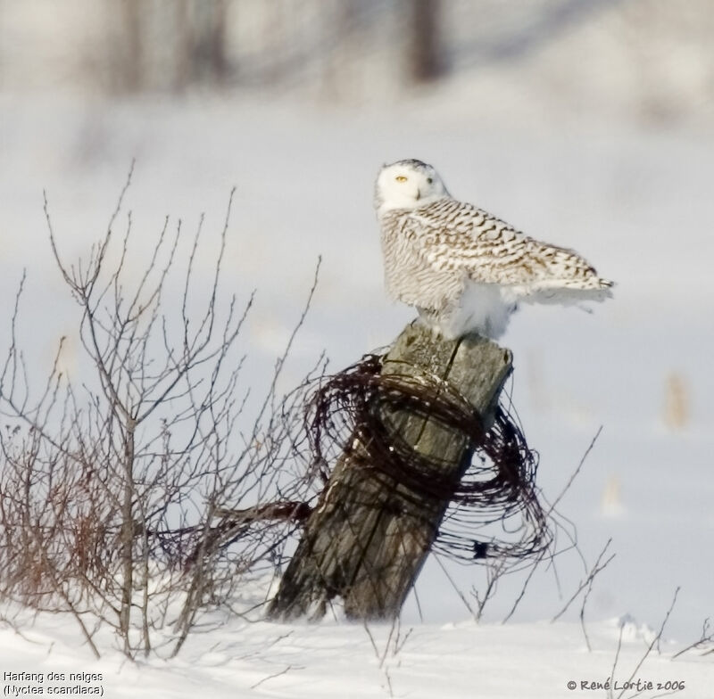 Snowy Owl