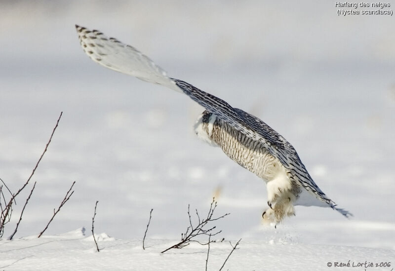 Snowy Owl