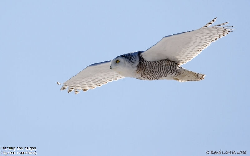 Snowy Owl