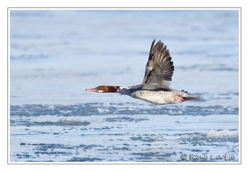 Common Merganser female adult, Flight