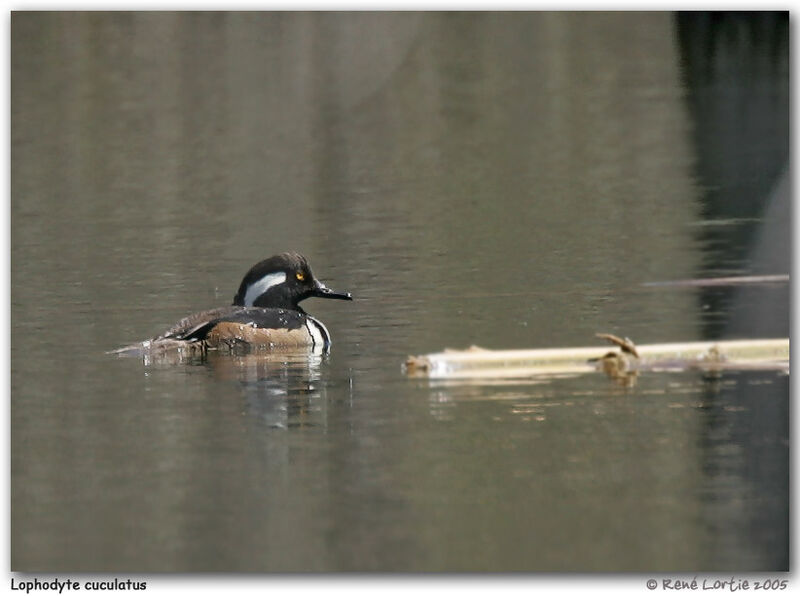 Hooded Merganser