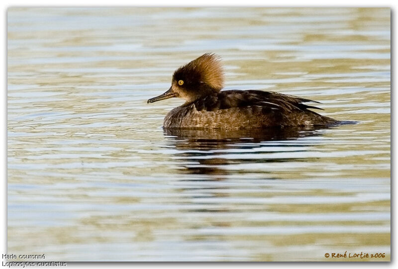 Hooded Merganser female