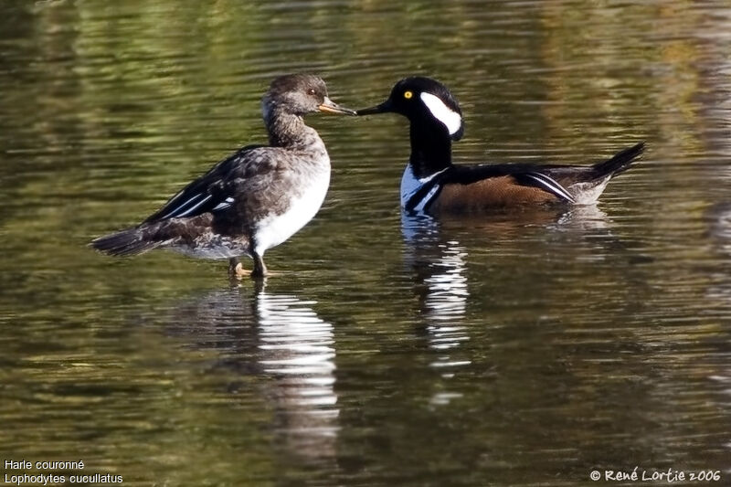 Hooded Merganser 