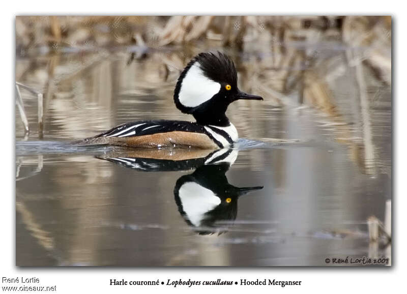 Hooded Merganser male adult breeding