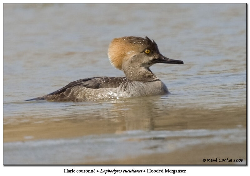 Hooded Merganser male First year