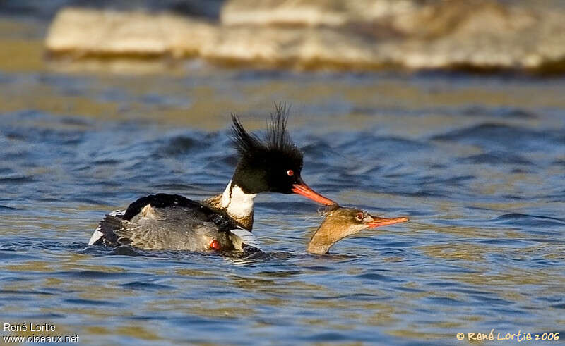 Red-breasted Merganseradult breeding, mating.