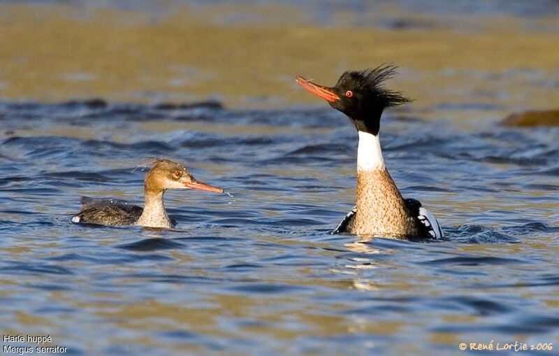 Red-breasted Merganser adult breeding