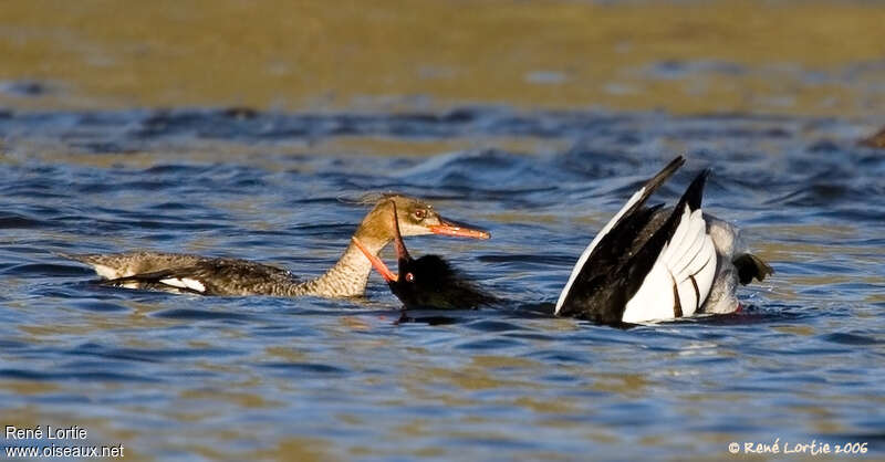 Red-breasted Merganseradult breeding, courting display