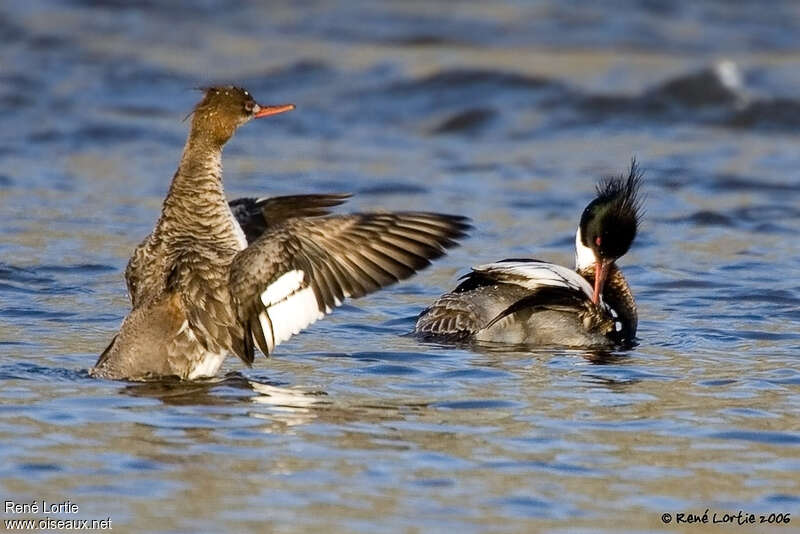 Red-breasted Merganseradult breeding, Behaviour