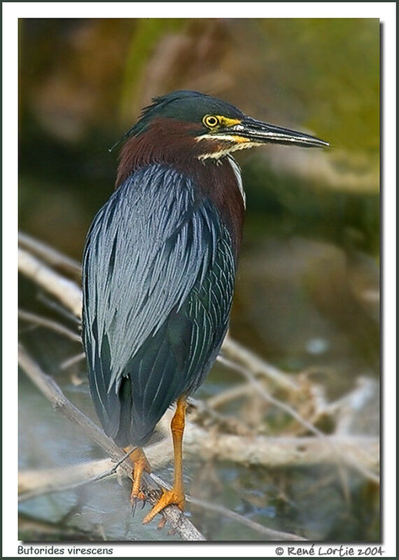 Green Heron