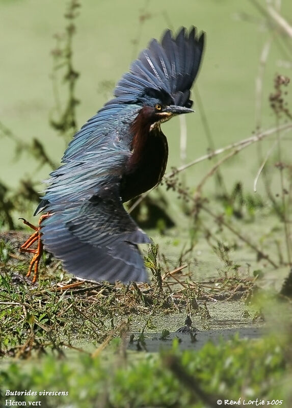 Green Heron