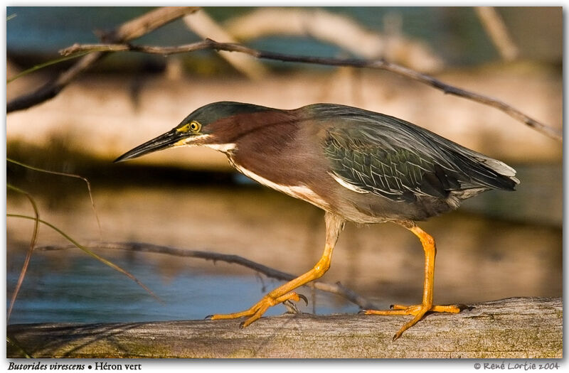 Green Heron