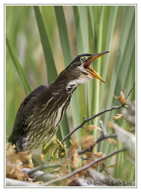 Héron vertjuvénile, identification