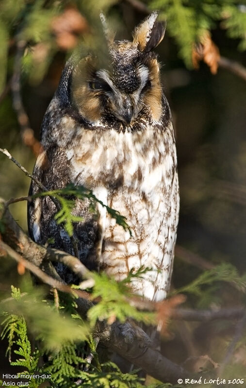 Long-eared Owl