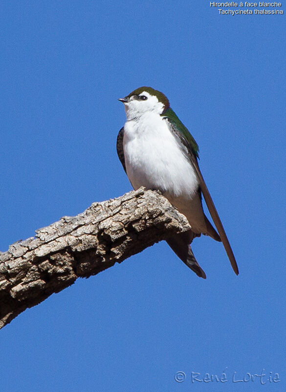 Violet-green Swallowadult, identification