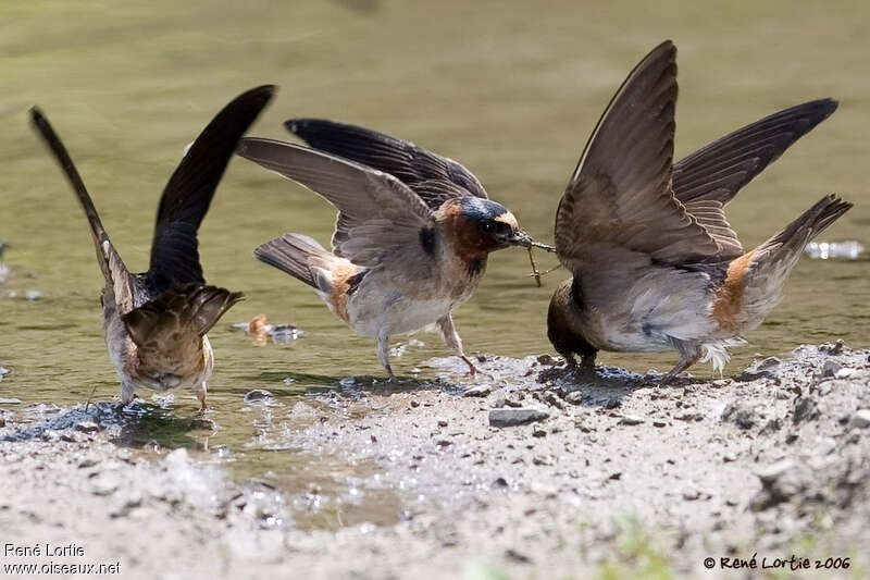 Hirondelle à front blancadulte, pigmentation, Comportement