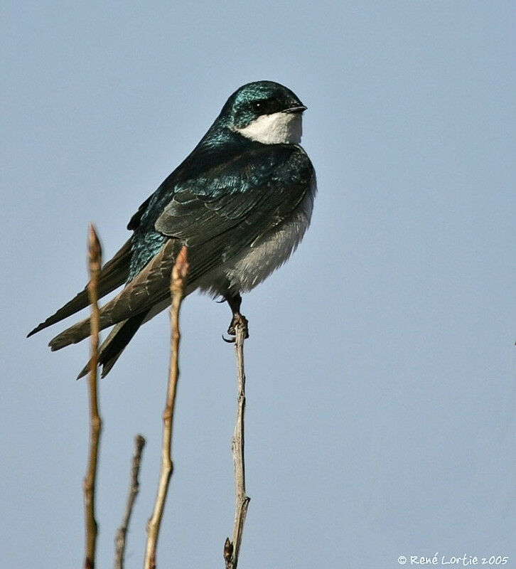 Hirondelle bicolore