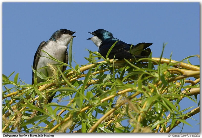 Hirondelle bicolore