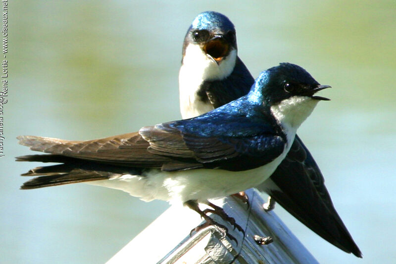 Tree Swallow