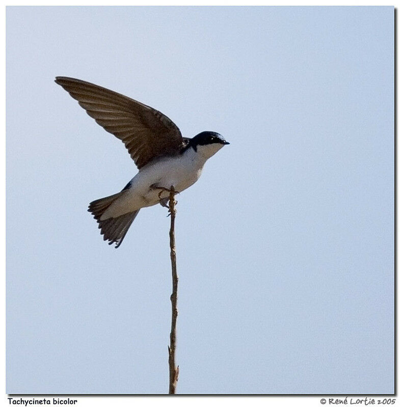 Tree Swallow