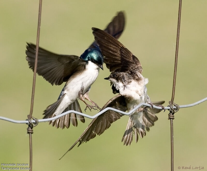 Hirondelle bicolore