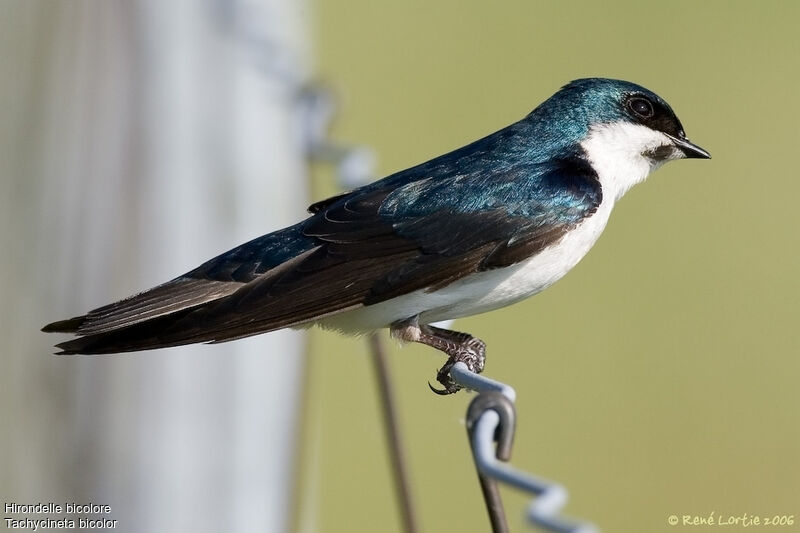 Tree Swallowadult