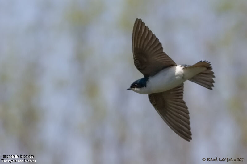 Hirondelle bicolore