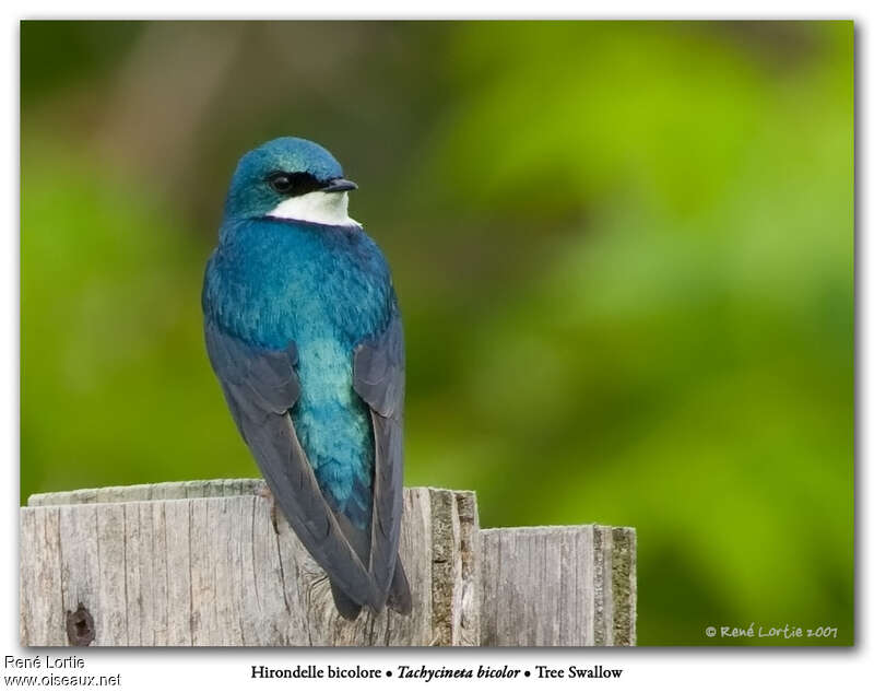 Tree Swallow male adult, pigmentation