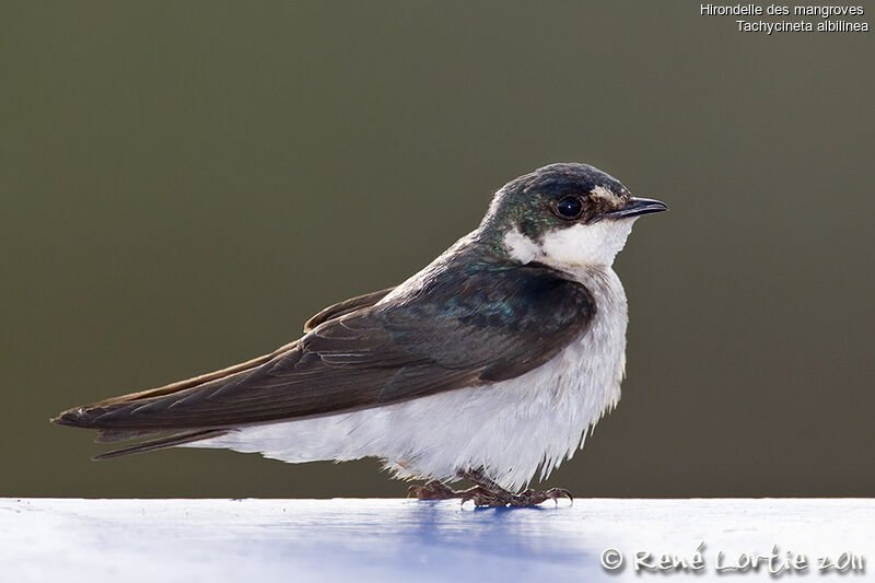 Mangrove Swallow, identification