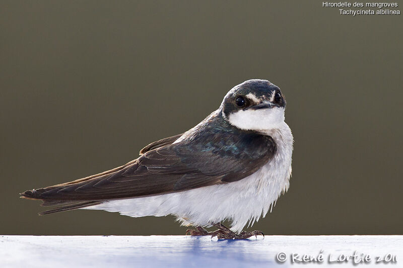 Mangrove Swallow, identification