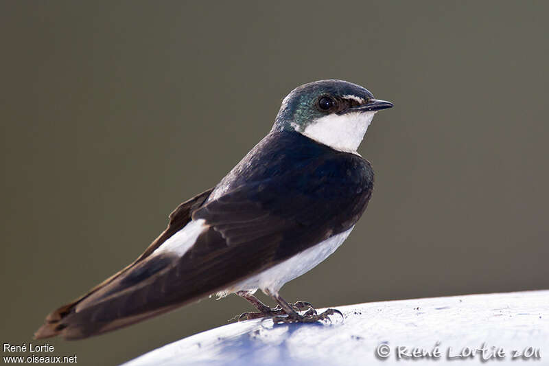 Mangrove Swallow, identification