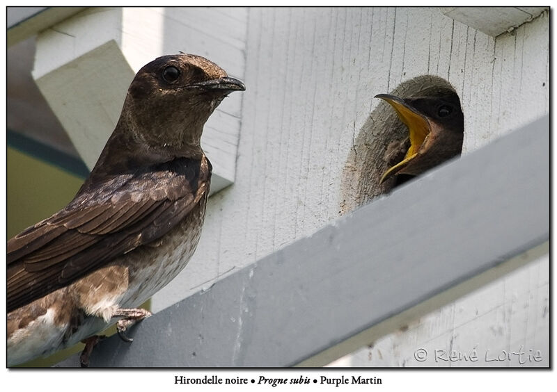 Purple Martin female adult