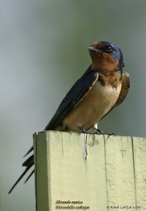 Barn Swallow