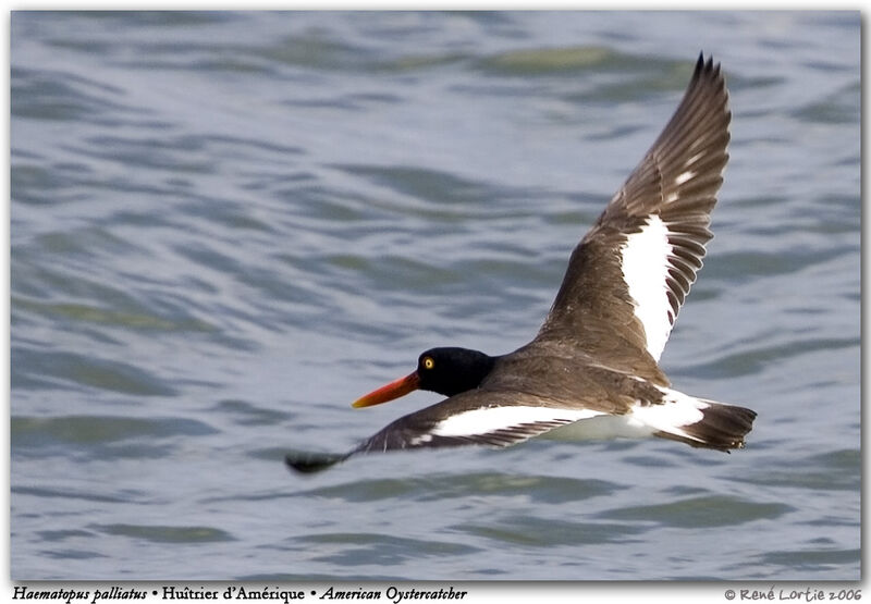 American Oystercatcher