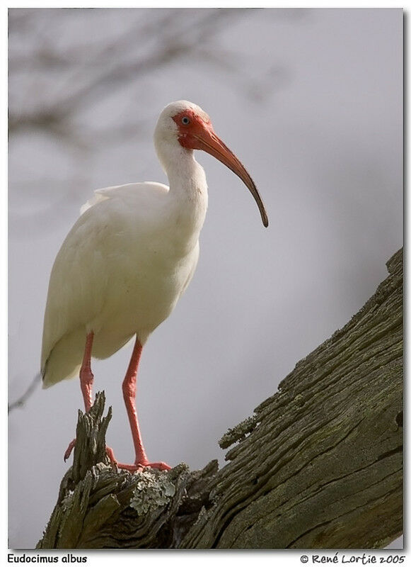 American White Ibis